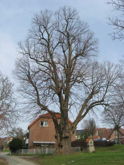 Bild 2 von Linde an der Paderborner Straße